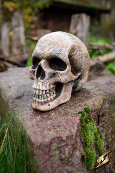 Medium Skull
